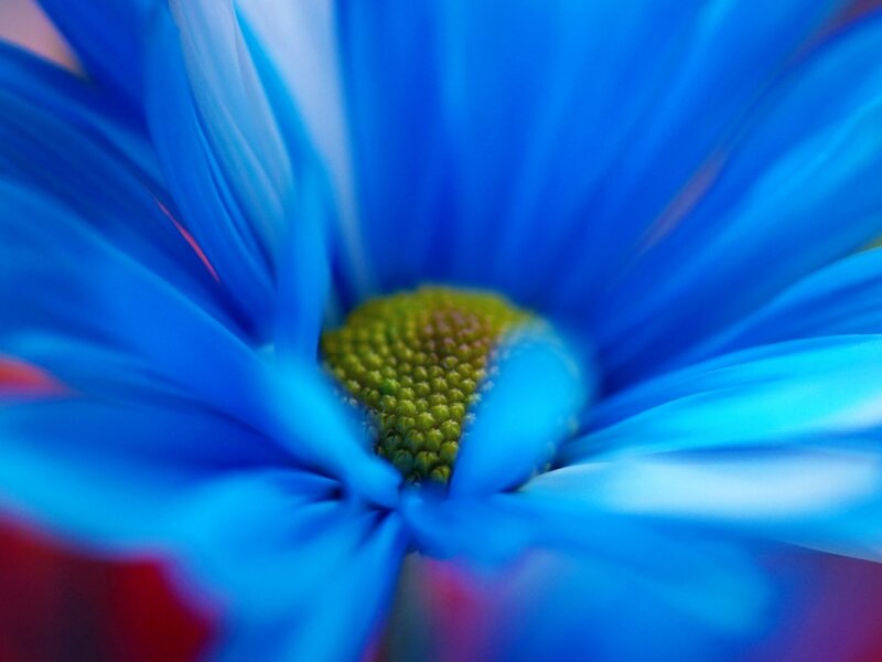 Blue Daisy Flower — Calm, Photograph, Center