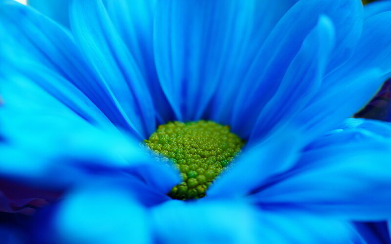 Blue Daisy Flower — Calm, Photograph, Green Center
