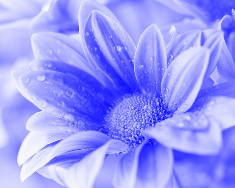 Blue Daisy Flower — Calm, Photograph, Petals