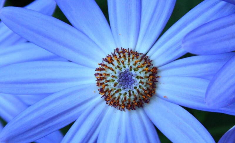 Blue Daisy Flower — Calm, Photograph