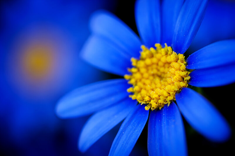 Blue Daisy Flower — Calm, Photograph, Yellow Center