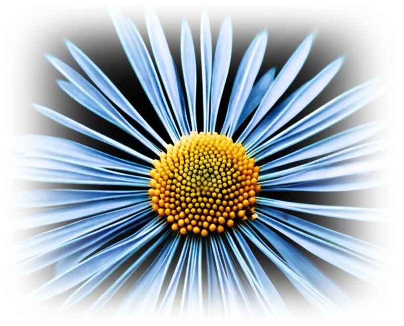 Blue Daisy Flower — Calm