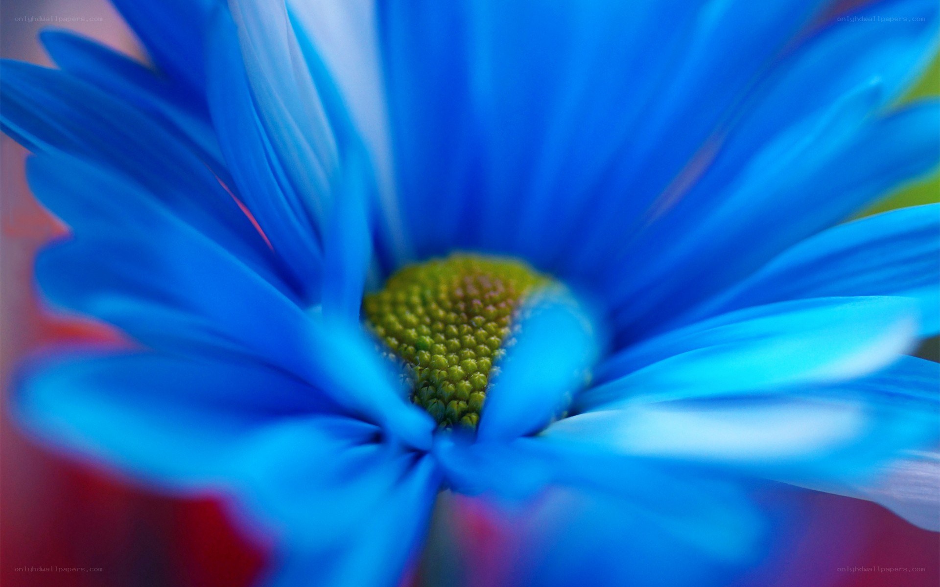 blue daisy flower close-up