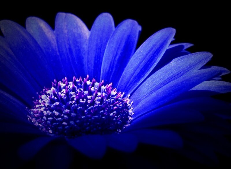 Blue Daisy Flower — Dramatic, Photograph, Petals, Center, Purple
