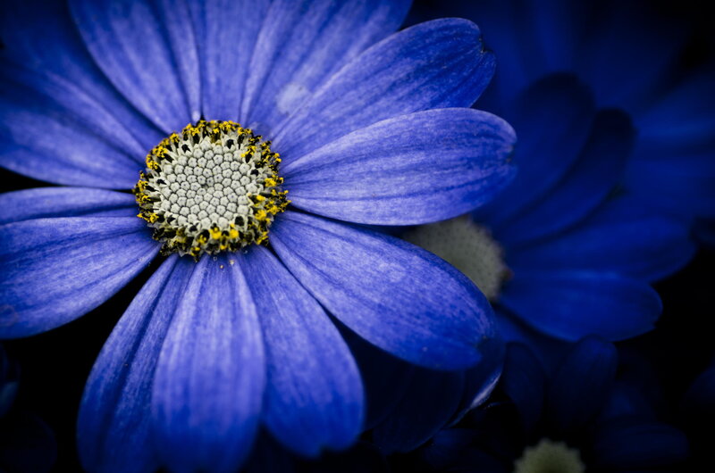 Blue Daisy Flower — Dramatic, Photograph, Petals, Center