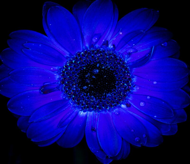Blue Daisy Flower — Dramatic, Photograph, Petals
