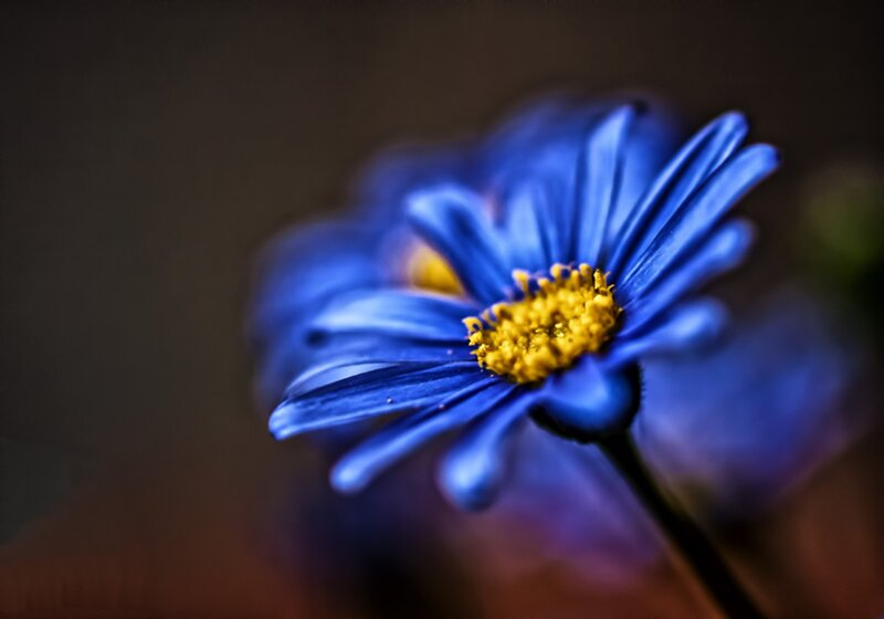Blue Daisy Flower — Dramatic, Photograph
