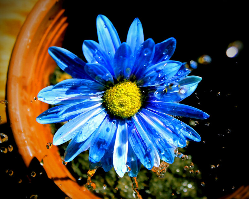 Blue Daisy Flower — Dramatic, Photograph, Water Droplets