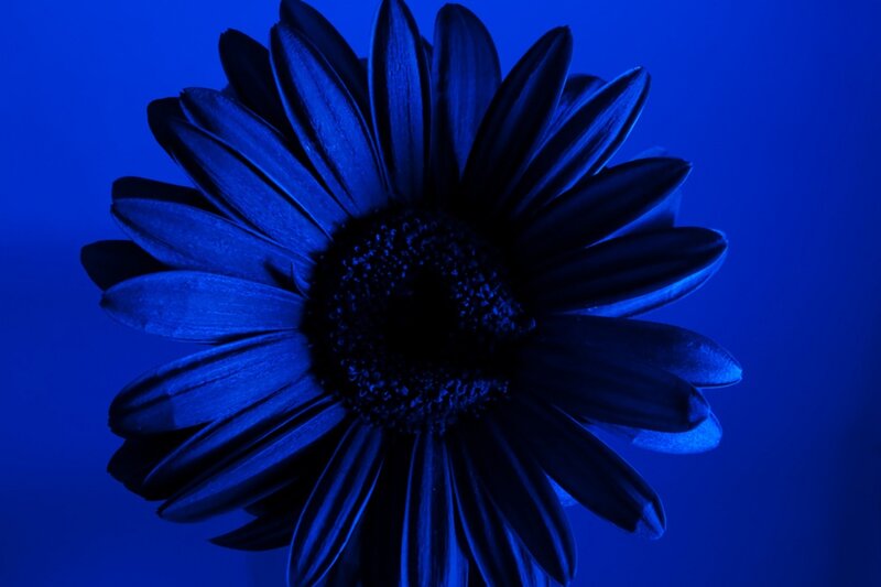 Blue Daisy Flower — Dramatic