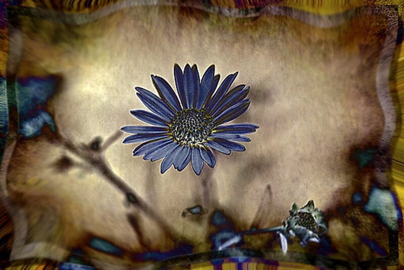 Blue Daisy Flower — Dreamy