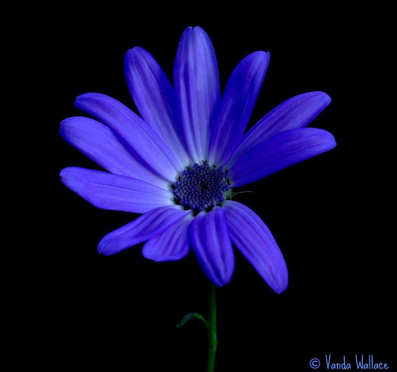 Blue Daisy Flower — Purple