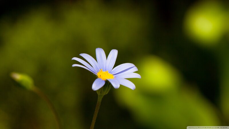 Blue Daisy Flower — Serene, Afternoon, Photograph, Yellow Center