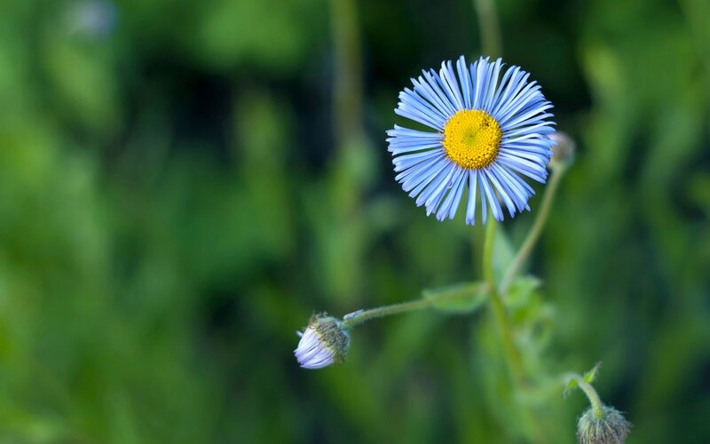 Blue Daisy Flower — Serene, Afternoon