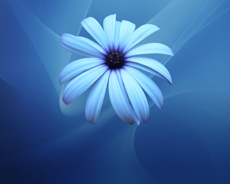 Blue Daisy Flower — Serene, Photograph, Background