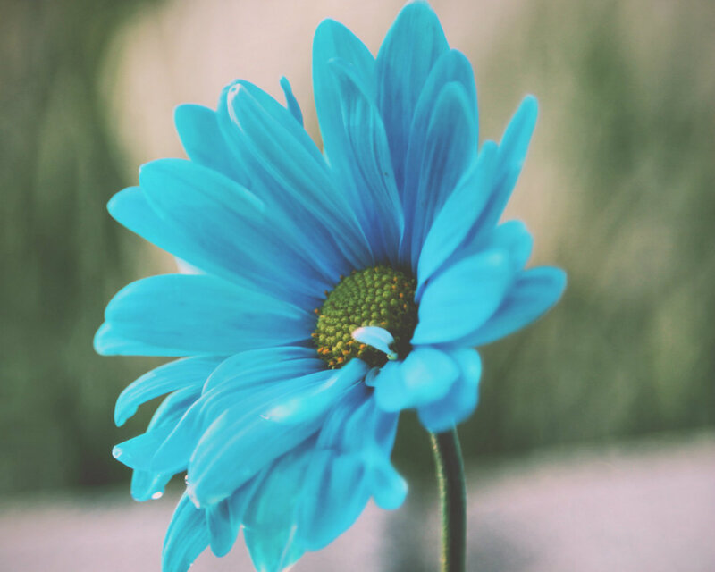 Blue Daisy Flower — Serene, Photograph, Stem, Green Background