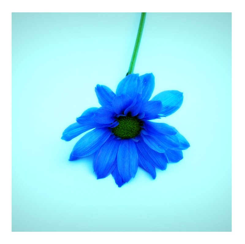 Blue Daisy Flower — Serene, Photograph, Stem