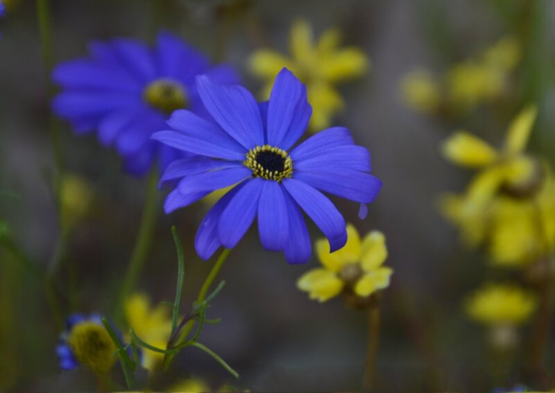 Blue Daisy Flower — Serene, Photograph