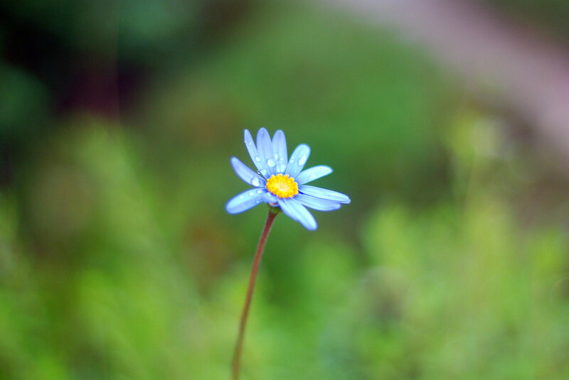 Blue Daisy Flower — Serene