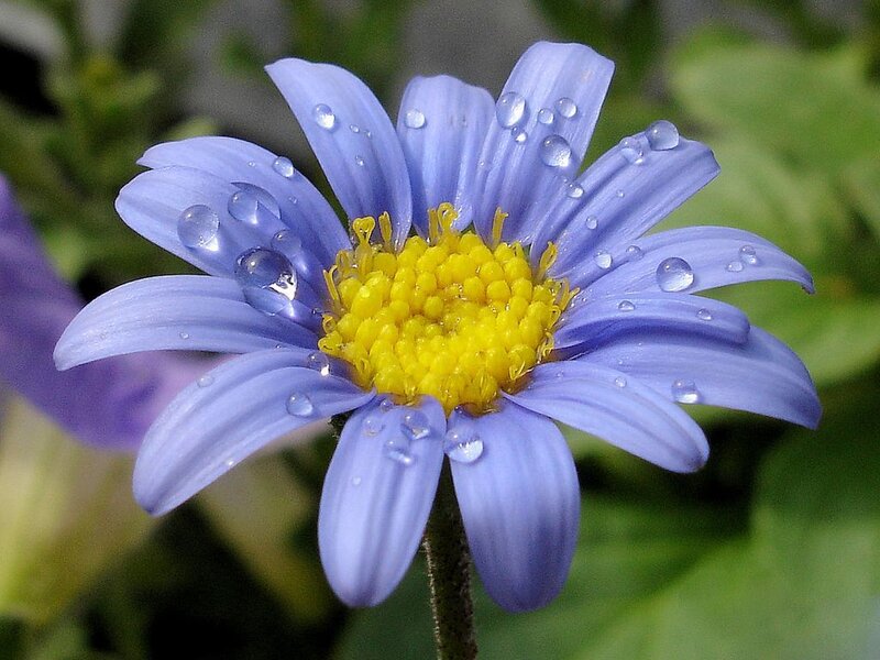 Blue Daisy Flower