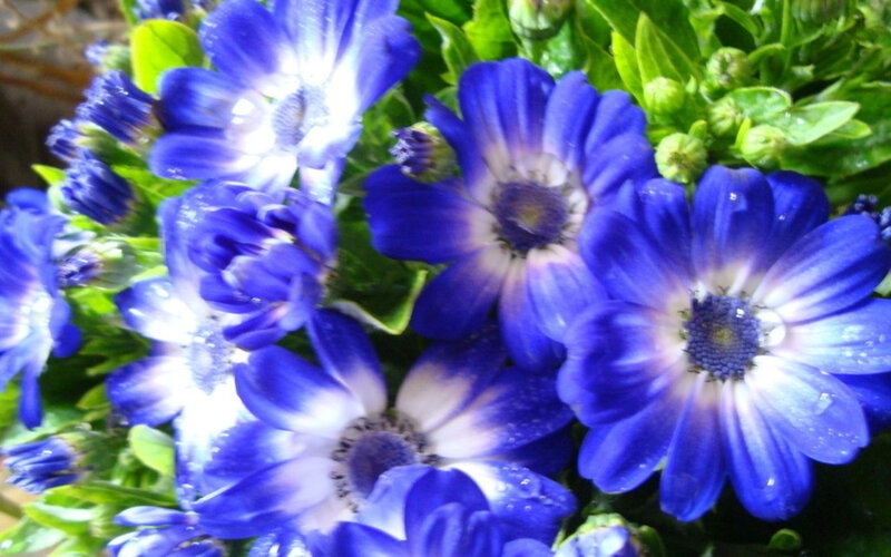 Blue Daisy Flowers — Calm, Photograph