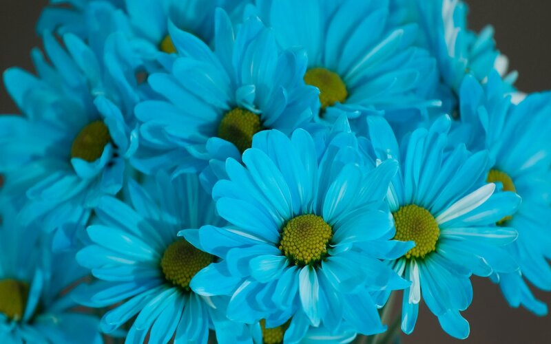 Blue Daisy Flowers — Calm, Photograph, Yellow Centers