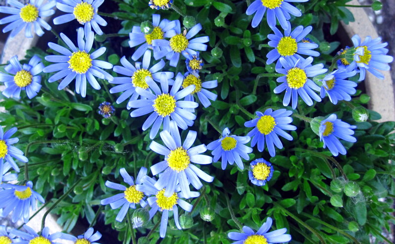 Blue Daisy Flowers — Calm, Spring, Photograph