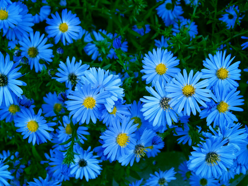 Blue Daisy Flowers — Calm, Spring