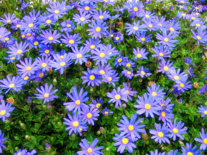 Blue Daisy Flowers — Calm