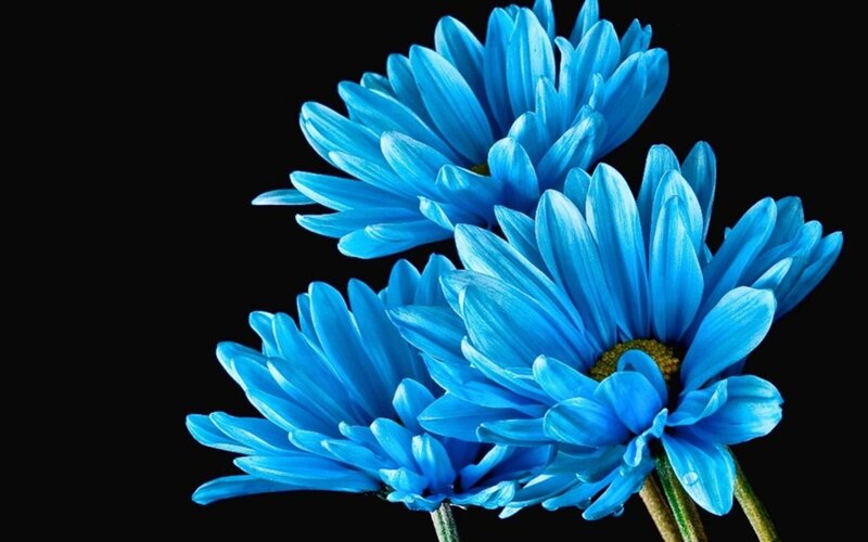 Blue Daisy Flowers — Dramatic, Photograph