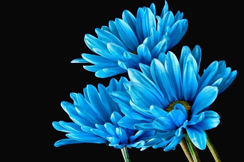 Blue Daisy Flowers — Dramatic