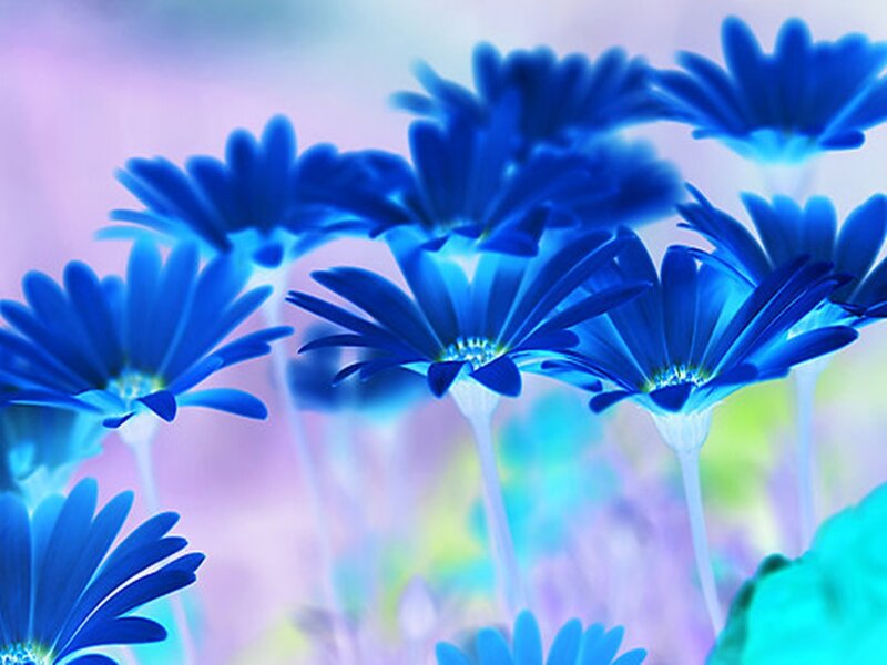 Blue Daisy Flowers — Dreamy