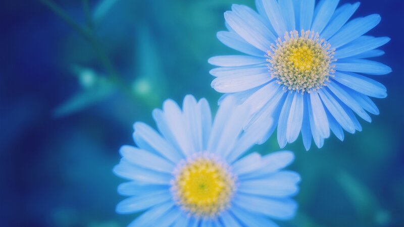 Blue Daisy Flowers — Serene, Photograph, Flower