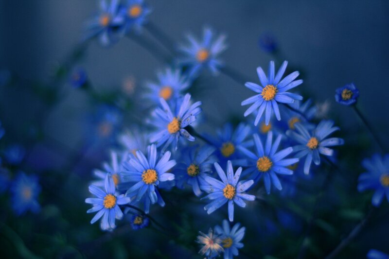 Blue Daisy Flowers — Serene, Photograph, Yellow Centers