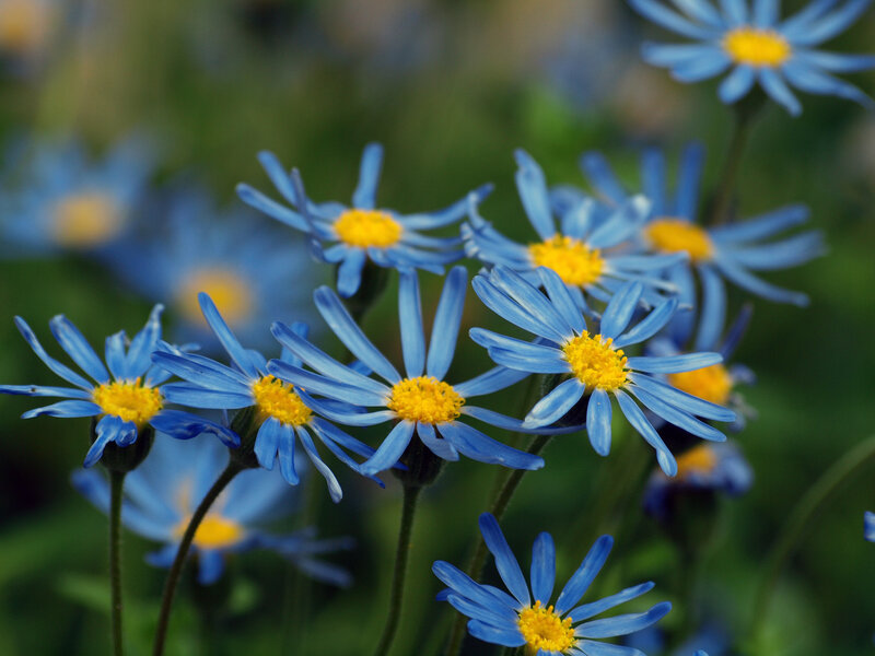 Blue Daisy Flowers — Serene, Spring, Photograph