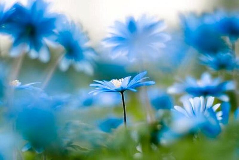 Blue Daisy Flowers — Serene, Spring