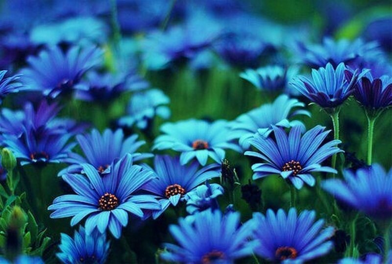 Blue Daisy Flowers