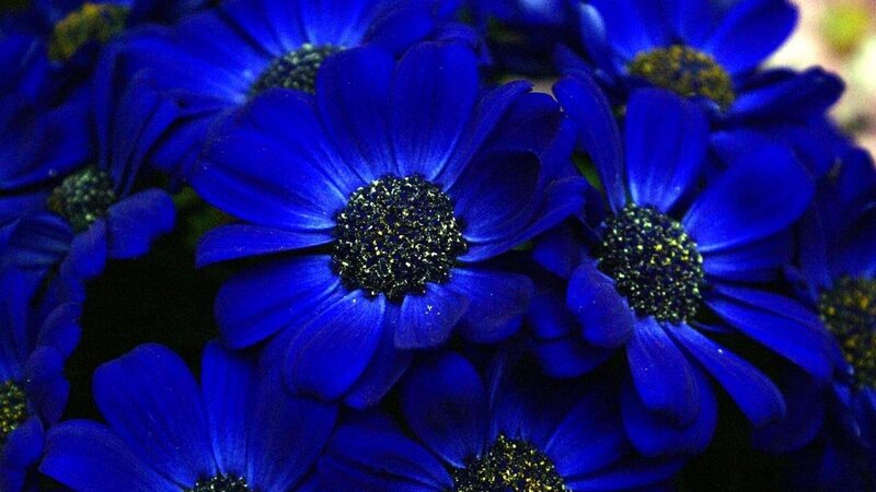 Blue Daisy Flowers — Vibrant, Photograph, Petals