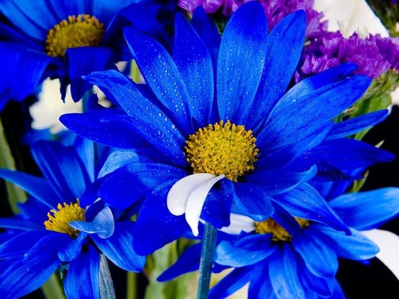 Blue Daisy Flowers — Vibrant, Photograph