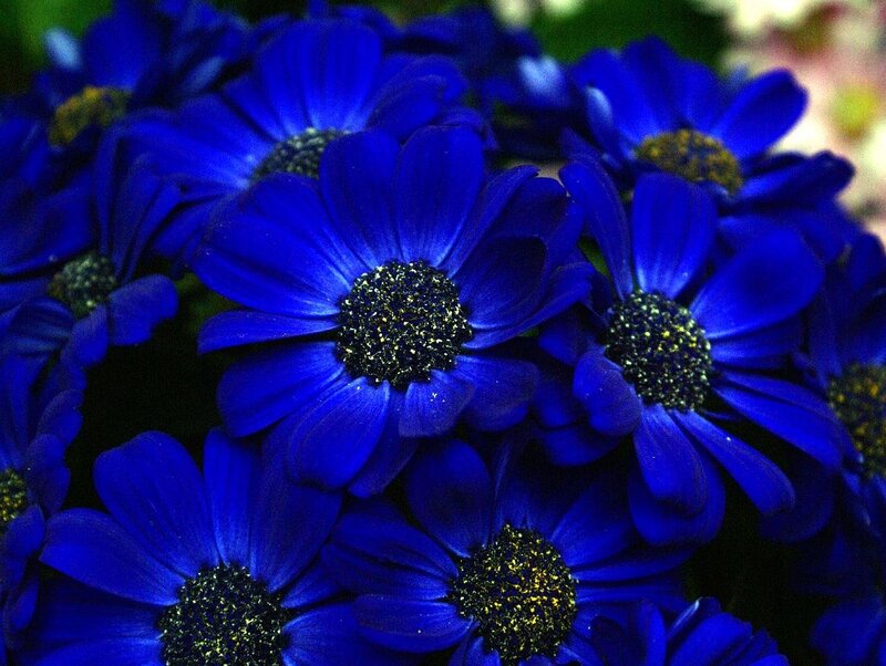 Blue Daisy Flowers — Vibrant