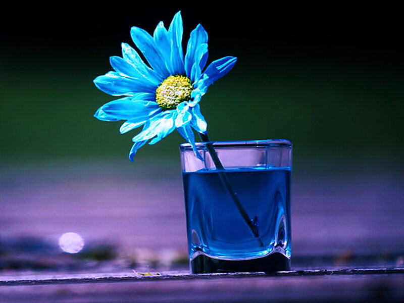 Blue Daisy in Glass — Dramatic