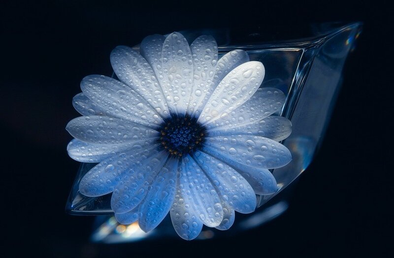 Blue Daisy in Glass