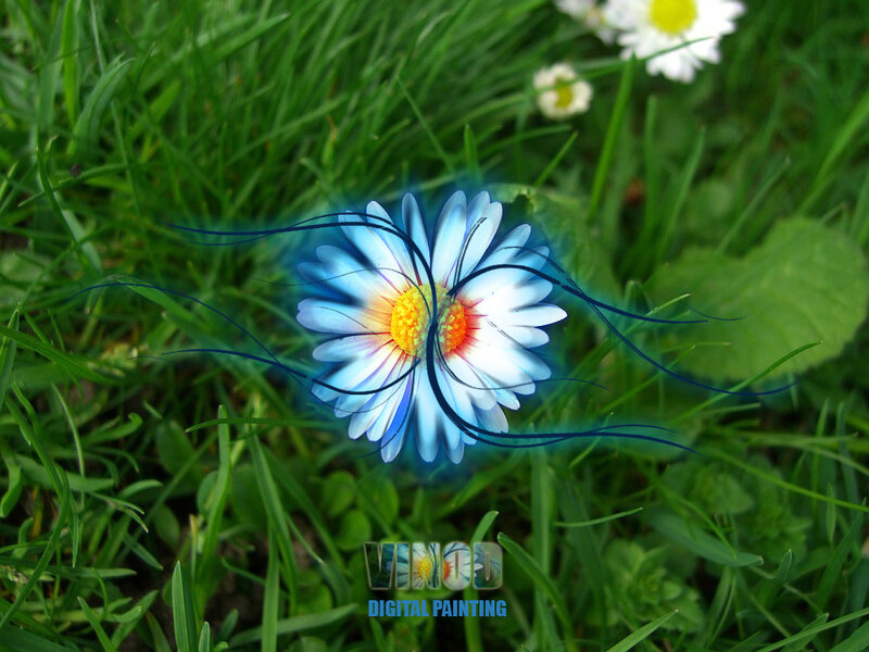 Blue daisy in grass