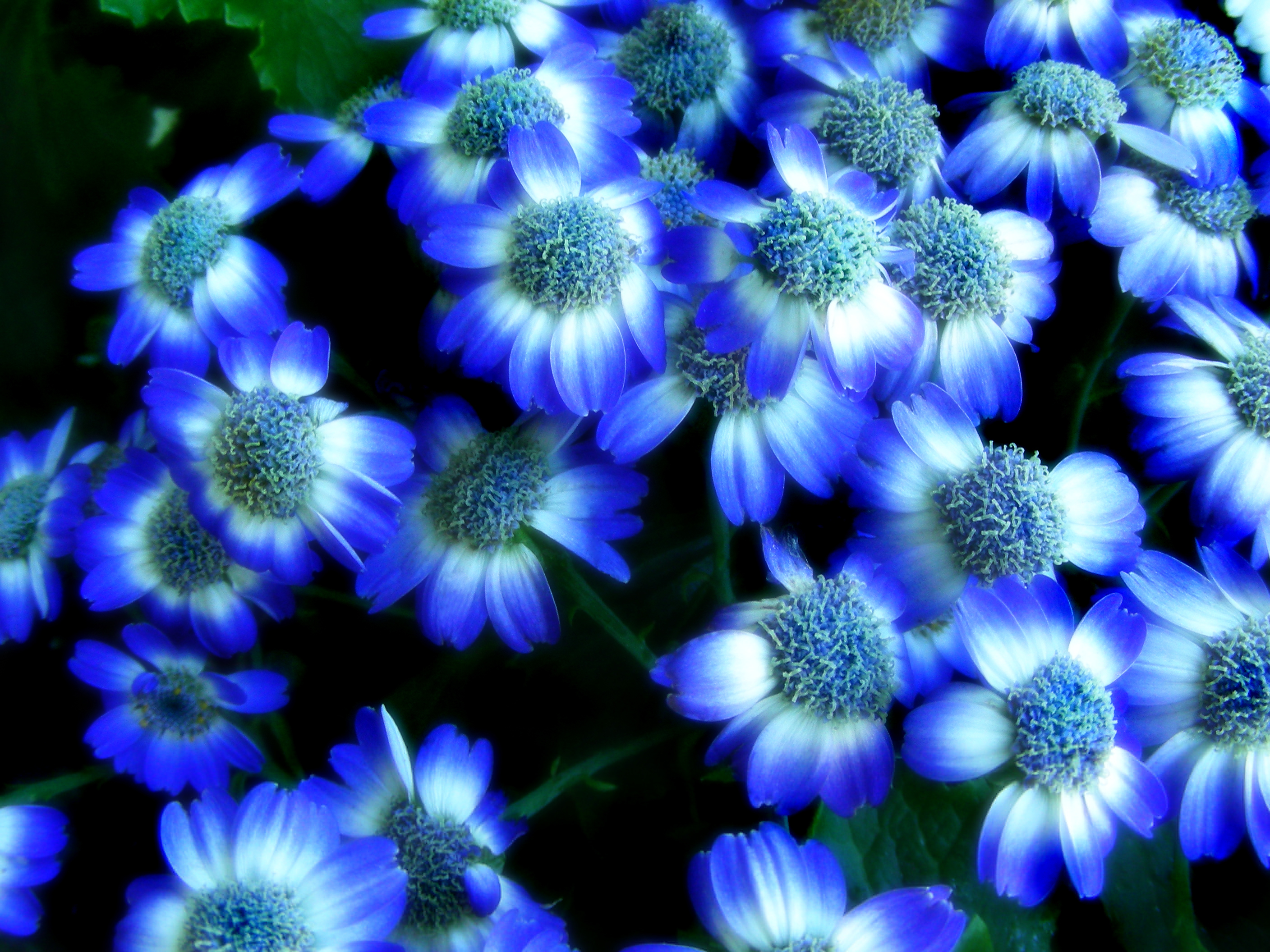Blue daisy-like flowers
