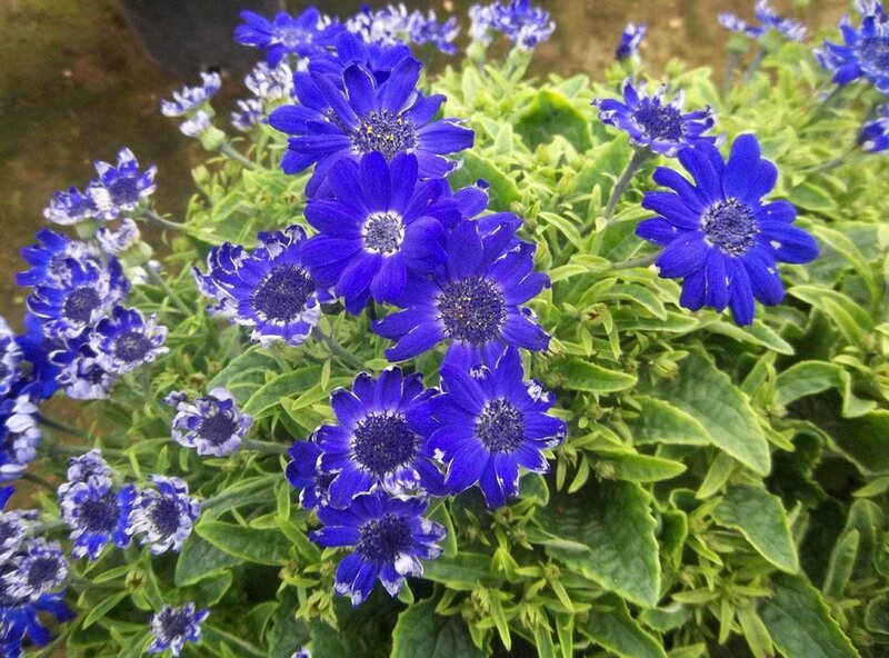 Blue Daisy-like Flowers — Calm, Photograph, Green Leaves