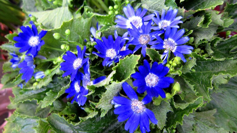 Blue Daisy-like Flowers — Calm, Photograph