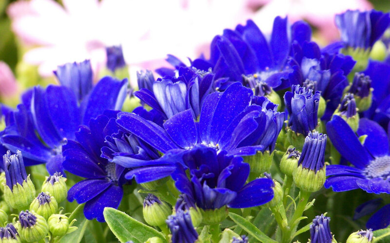 Blue Daisy-like Flowers — Calm, Spring