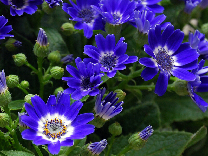 Blue Daisy-like Flowers — Calm