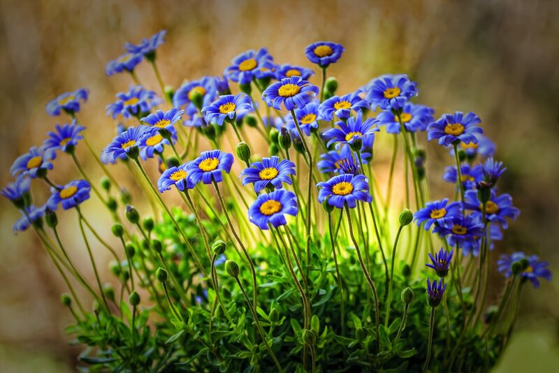 Blue Daisy-like Flowers — Serene, Afternoon
