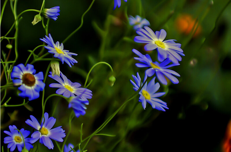 Blue Daisy-like Flowers — Serene