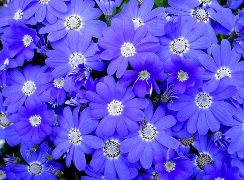 Blue daisy-like flowers